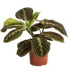 Marante - Maranta Leuconeura 'Fascinator' 1 Marante - Maranta Leuconeura 'Fascinator' -Geschäft Für Pflanzensamenbedarf 8713307 PR FS 001 MarantaLeuconeuraFascinatorT12DehnerExpressHerzig