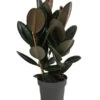 Gummibaum - Ficus Elastica 'Abidjan' 2 Gummibaum - Ficus Elastica 'Abidjan' -Geschäft Für Pflanzensamenbedarf 8719338 WE FS 001 FicusAbidjanT27