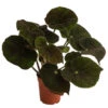 Blattbegonie - Begonia Masoniana 'River' 1 Blattbegonie - Begonia Masoniana 'River' -Geschäft Für Pflanzensamenbedarf 8720534 WE FS BegoniaMasonianaT15