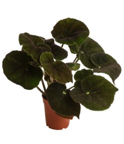 Blattbegonie - Begonia Masoniana 'River'