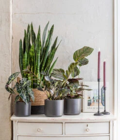 Pfeilblatt - Alocasia Amazonica 'Polly' 12 Pfeilblatt - Alocasia Amazonica 'Polly' -Geschäft Für Pflanzensamenbedarf 8721680 WE MO 001 SansevieriaBlackCoralT17