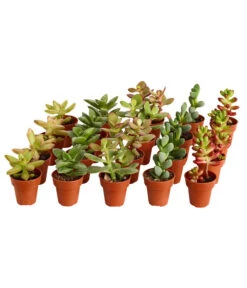 Bestseller 15 Mini Sukkulenten, Verschiedene Sorten