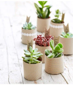 Bestseller -Geschäft Für Pflanzensamenbedarf 8722514 PR MO 002 Sukkulenten