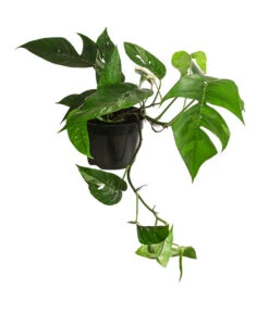 Efeutute - Epipremnum Pinnatum, Panaschiert