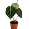 Herzblattblume - Anthurium Clarinervium 2 Herzblattblume - Anthurium Clarinervium -Geschäft Für Pflanzensamenbedarf 8722985 WE FS 001 HerzblattblumeAnthuriumClarinerviumT12