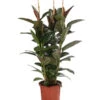 Gummibaum - Ficus Elastica 'Melany' -Geschäft Für Pflanzensamenbedarf 8729410 WE FS 001 FicusElasticaMelanyT22