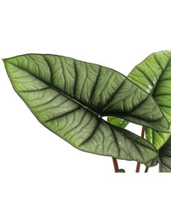 Pfeilblatt - Alocasia 'Platinum' -Geschäft Für Pflanzensamenbedarf 8731598 WE DE 001 Alocasia Platinum T14
