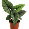 Pfeilblatt - Alocasia 'Platinum' -Geschäft Für Pflanzensamenbedarf 8731598 WE FS 001 Alocasia Platinum T14