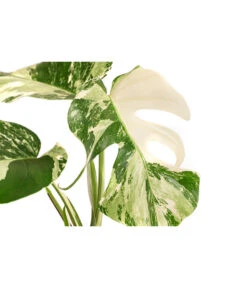 Fensterblatt - Monstera Deliciosa 'Variegata', Panaschiert -Geschäft Für Pflanzensamenbedarf 8742181 WE DE 001 FensterblattMonsteraVariegataT12