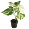 Fensterblatt - Monstera Deliciosa 'Variegata', Panaschiert 2 Fensterblatt - Monstera Deliciosa 'Variegata', Panaschiert -Geschäft Für Pflanzensamenbedarf 8742181 WE FS 001 FensterblattMonsteraVariegataT12