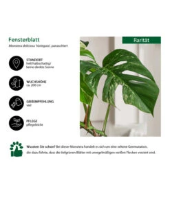 Fensterblatt - Monstera Deliciosa 'Variegata', Panaschiert -Geschäft Für Pflanzensamenbedarf 8742181 WE IG 001 FensterblattMonsteraVariegata