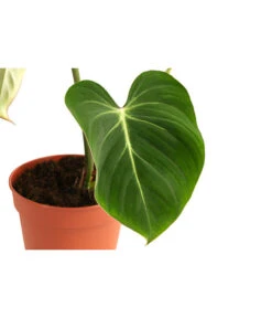 Baumfreund - Philodendron Gloriosum 7 Baumfreund - Philodendron Gloriosum -Geschäft Für Pflanzensamenbedarf 8742389 WE DE 001 PhilodendronGloriosumT15