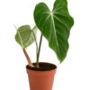 Baumfreund - Philodendron Gloriosum 2 Baumfreund - Philodendron Gloriosum -Geschäft Für Pflanzensamenbedarf 8742389 WE FS 001 PhilodendronGloriosumT15