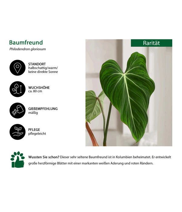 Baumfreund - Philodendron Gloriosum 4 Baumfreund - Philodendron Gloriosum – Bild 2