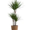 Drachenbaum - Dracaena Marginata, In Seegras-Korb -Geschäft Für Pflanzensamenbedarf 8742553 WE FS 001 DrachenbaumimKorb