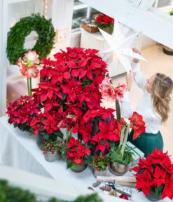 Amaryllis - Hippeastrum-Hybride -Geschäft Für Pflanzensamenbedarf 874704 WE MO 001 WeihnachtsblueherRot