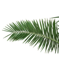 XXL Kanarische Dattelpalme, Ca. 170 Cm -Geschäft Für Pflanzensamenbedarf 8753063 PR DE 001 XXLKanarischeDattelpalme70L