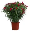Oleander, Solitärbusch -Geschäft Für Pflanzensamenbedarf 8753105 WE FS 001 NeriumOleanderBuschRotT30