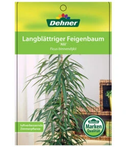 Langblättriger Feigenbaum - Ficus Binnendijkii 'Alii' -Geschäft Für Pflanzensamenbedarf 8754525 LangblaettrigeFeigeAliiEtikett1