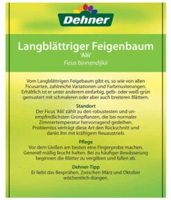 Langblättriger Feigenbaum - Ficus Binnendijkii 'Alii' -Geschäft Für Pflanzensamenbedarf 8754525 LangblaettrigeFeigeAliiEtikett2