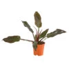 Baumfreund - Philodendron 'Imperial Red' -Geschäft Für Pflanzensamenbedarf 8754772 WE FS 002 PhilodendronImperialRedT17