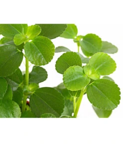 Kanonierblume - Pilea Depressa 'Sao Paulo' 5 Kanonierblume - Pilea Depressa 'Sao Paulo' -Geschäft Für Pflanzensamenbedarf 8760035 PR DE 001 PileaSaoPauloT10 5DehnerExpressHerzig