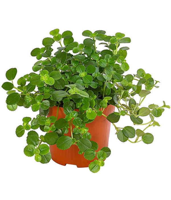 Kanonierblume - Pilea Depressa 'Sao Paulo' 3 Kanonierblume - Pilea Depressa 'Sao Paulo'