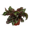 Blattbegonie - Begonia Rex Hybride 'Alaska Creek' -Geschäft Für Pflanzensamenbedarf 8760951 WE FS 001 BegoniaAlaskaCreek Blattbegonie