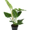 Baumfreund - Philodendron Subhastatum -Geschäft Für Pflanzensamenbedarf 8763633 WE FS 002 PhilodendronSubhastatum