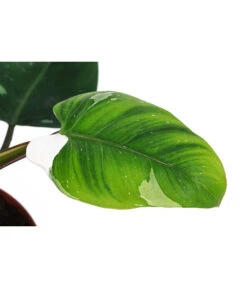 Baumfreund - Philodendron 'White Princess' -Geschäft Für Pflanzensamenbedarf 8763815 WE DE 001 PhilodendronWhitePrincessT17