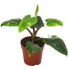 Baumfreund - Philodendron 'White Princess' -Geschäft Für Pflanzensamenbedarf 8763815 WE FS 001 PhilodendronWhitePrincessT17