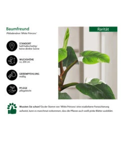 Baumfreund - Philodendron 'White Princess' -Geschäft Für Pflanzensamenbedarf 8763815 WE IG 002 BaumfreundPhilodendronWhitePrincess