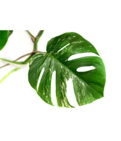 Fensterblatt - Monstera Deliciosa 'Variegata', Panaschiert -Geschäft Für Pflanzensamenbedarf 8765257 WE DE 001 MonsteraVariegataT17