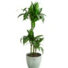 Drachenbaum - Dracaena 'Hawaiian Sunshine', In Keramik -Geschäft Für Pflanzensamenbedarf 8765463 PR FS 001 DracaenaFragansHawaiianSunshineT21InKeramikLina