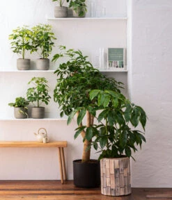 Dehner Holz-Übertopf Luna, Rund, Hellbraun -Geschäft Für Pflanzensamenbedarf 8772634 WE MO 001 HeteropanaxChinensT27