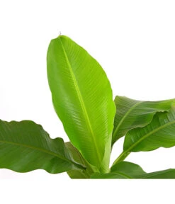 Japanische Faserbanane - Musa Basjoo -Geschäft Für Pflanzensamenbedarf 8777211 PR DE 001 MusaBasjooT20DehnerExpressHerzig