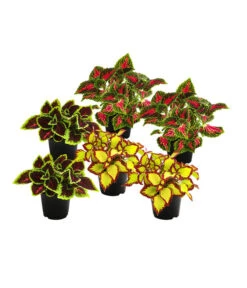 Beet- & Balkonpflanzen-Set Farbexplosion, 6-teilig