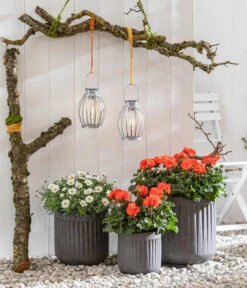 Stehende Geranie, Orange 9 Stehende Geranie, Orange -Geschäft Für Pflanzensamenbedarf 8803660 8813206 WE MO 001 MargeriteWeiss GeranieOrange GC05 2022 01