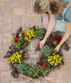 Vergissmeinnicht -Geschäft Für Pflanzensamenbedarf 8808545 8808099 8244501 WE MO 001 ViolaCornutaHornveilchenT14Content2022