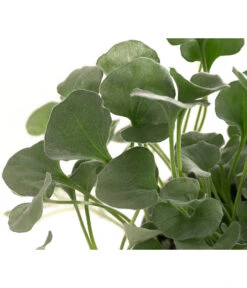 Silberregen -Geschäft Für Pflanzensamenbedarf 8809550 WE DE 002 DichondraSilberregenT11