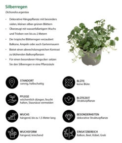 Silberregen -Geschäft Für Pflanzensamenbedarf 8809550 WE IG 001 Silberregen