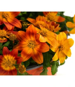 Goldmarie, Orange -Geschäft Für Pflanzensamenbedarf 8810020 WE DE 001 BidensOrangeT12