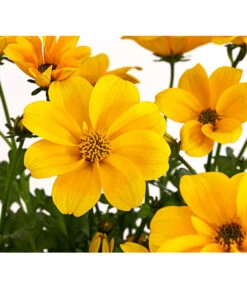 Goldmarie 'Golden Empire' -Geschäft Für Pflanzensamenbedarf 8810038 PR DE 001 GoldmarieBidensFerulifoliaGoldenEmpireT11Herzig