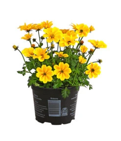 Goldmarie 'Golden Empire'