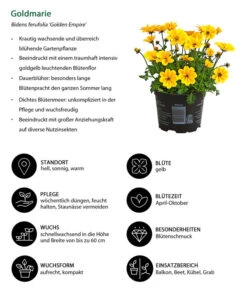 Goldmarie 'Golden Empire' -Geschäft Für Pflanzensamenbedarf 8810038 WE IG 001 Goldmarie