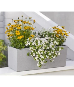 Goldmarie 'Golden Empire' -Geschäft Für Pflanzensamenbedarf 8810038 WE MO 001 BidensGoldenEmpireSuteraEuphorbiaDiamondfrost