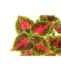 Beet- & Balkonpflanzen-Set Farbexplosion, 6-teilig -Geschäft Für Pflanzensamenbedarf 8811127 PR DE 005 BuntnesselSolenostemonT13DehnerExpressHerzig