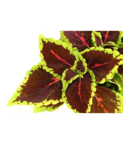 Beet- & Balkonpflanzen-Set Farbexplosion, 6-teilig -Geschäft Für Pflanzensamenbedarf 8811127 PR DE 006 BuntnesselSolenostemonT13DehnerExpressHerzig