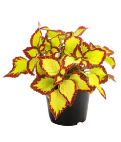 Beet- & Balkonpflanzen-Set Farbexplosion, 6-teilig -Geschäft Für Pflanzensamenbedarf 8811127 PR FS 002 BuntnesselSolenostemonT13DehnerExpressHerzig