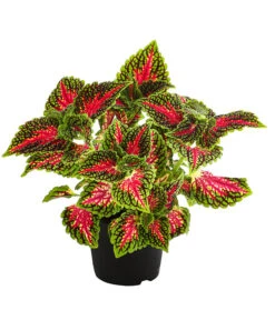 Beet- & Balkonpflanzen-Set Farbexplosion, 6-teilig -Geschäft Für Pflanzensamenbedarf 8811127 PR FS 005 BuntnesselSolenostemonT13DehnerExpressHerzig